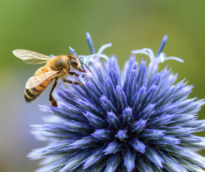 Bee and flower